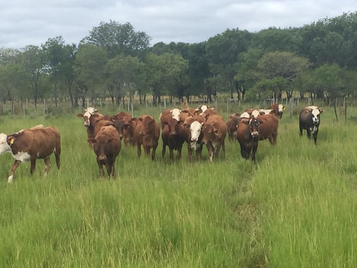 Mercosur apunta a convertirse en el mayor proveedor agropecuario de la UE con nuevo acuerdo comercial.