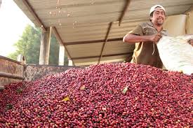 Fedeagro: asociarse entre caficultores podría mejorar exportaciones de café