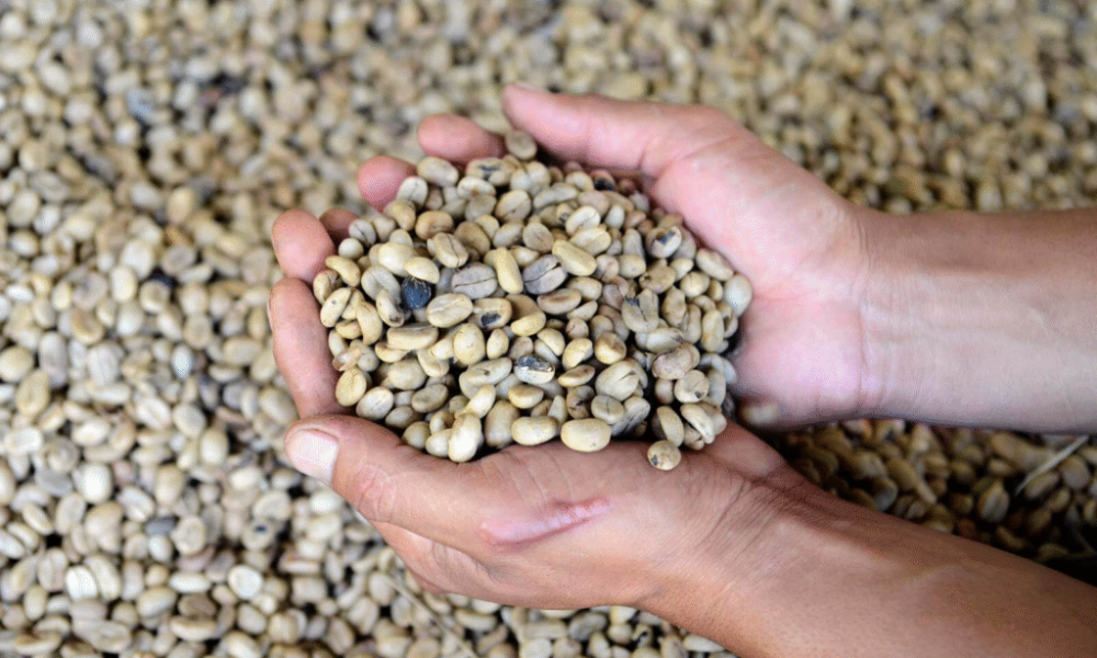 Café producido en Táchira inicia su ruta hacia el mercado italiano.