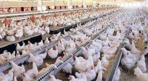 Productos avícolas venezolanos proyectan su llegada a las islas ABC en un plazo de cinco meses